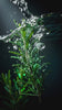 Fresh rosemary under running water