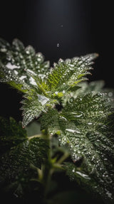 Nettle leaves covered in dew