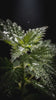 Nettle leaves covered in dew