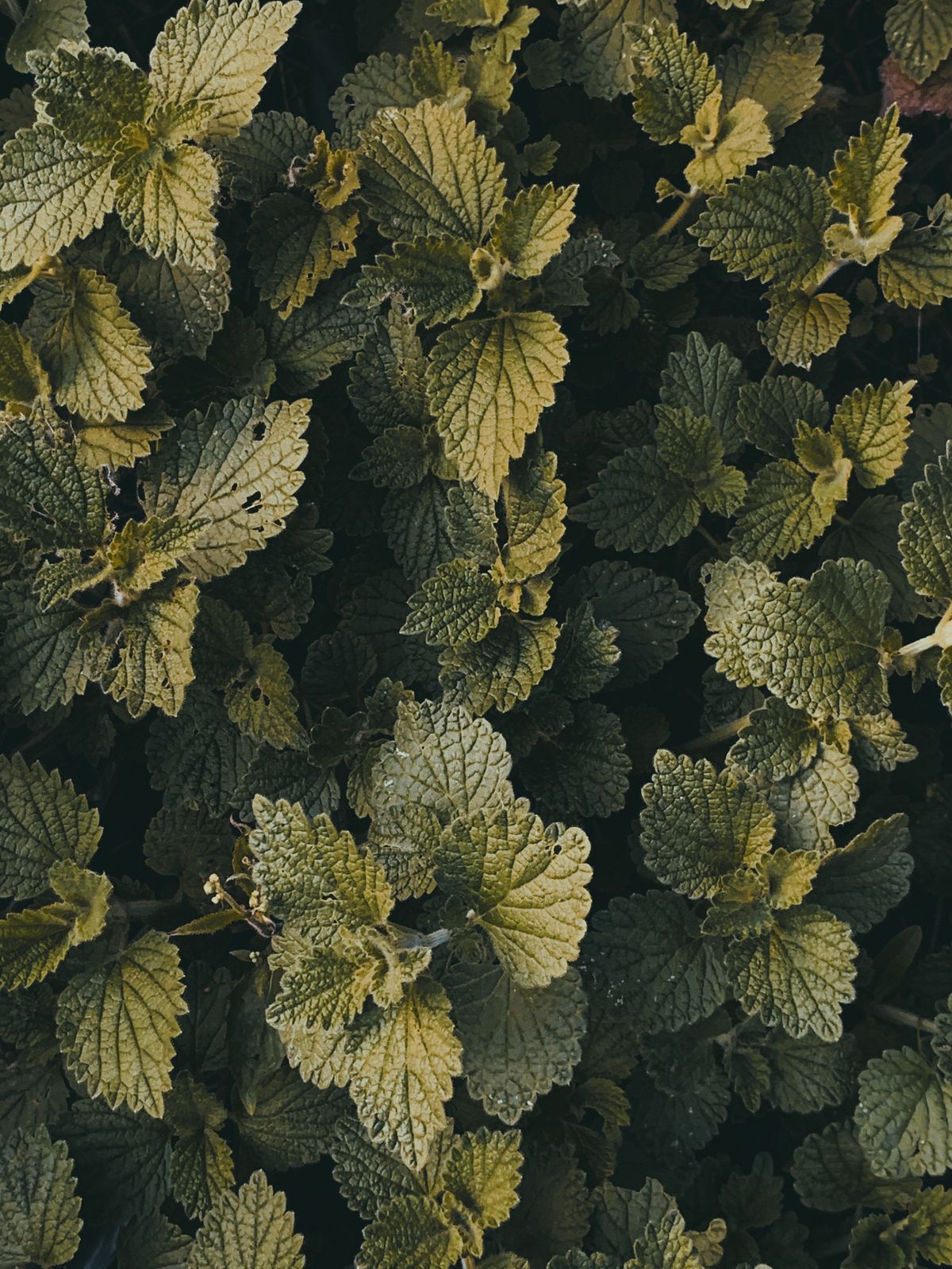 Stinging nettle leaves